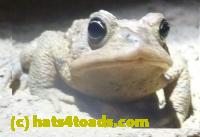 /home//u458753944/public_html/sourcegallery//Roxborough Toad Detour/2013-2019/2013/2013-04-09/P1120048.JPG